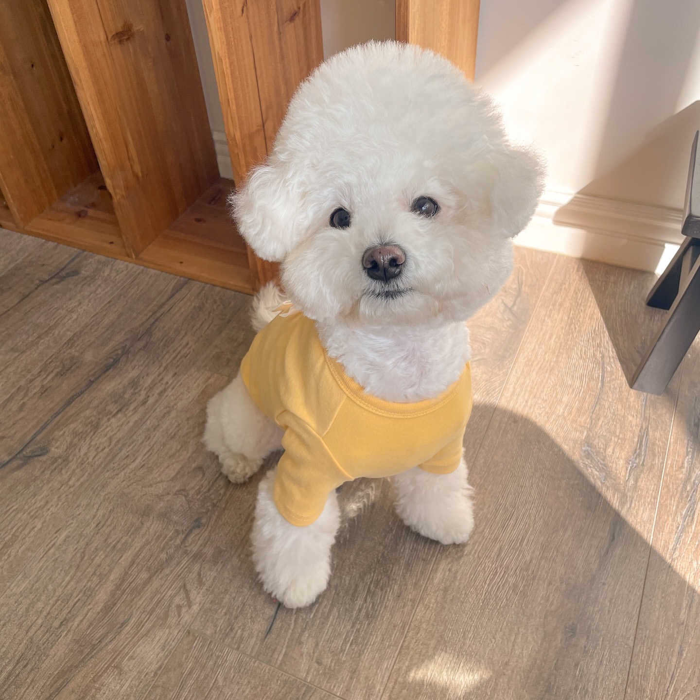 เสื้อผ้าสัตว์เลี้ยงแบบใหม่สำหร - Winter Clothing For Dogs บทวิจารณ์และราคา